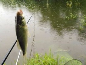 春季降温下雨天适合钓鲫鱼吗，如何垂钓鲫鱼