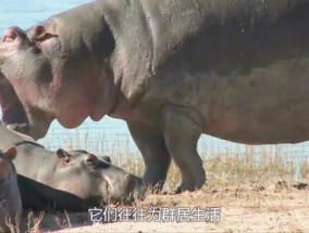 鳄鱼能打过河马吗，和河马比哪个更厉害