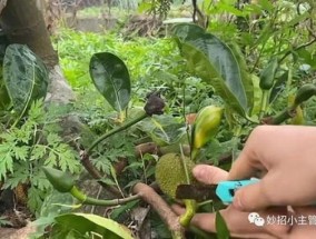 菠萝蜜为什么长在树干上 菠萝蜜摘下来没熟怎么办