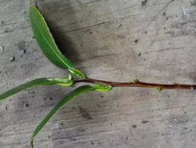 茶花怎么进行扦插 9月为宜,除去基部保留上部3片叶,斜口消毒插盆