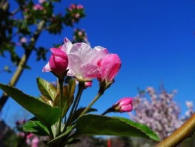 海棠花病害及防预大全