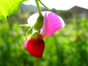 花卉四季养花大不同