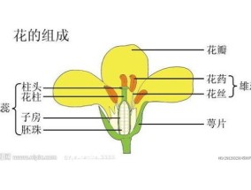 油菜花雄蕊有几个