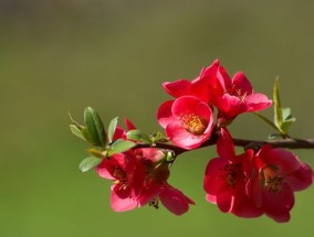 海棠花为什么叫断肠花