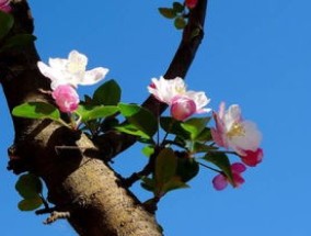 海棠花开花后怎么办