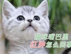 猫的上嘴唇红肿怎么回事