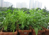 空心菜的阳台种植技巧 播种发芽定植及采收