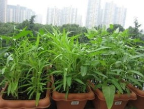 空心菜的阳台种植技巧 播种发芽定植及采收