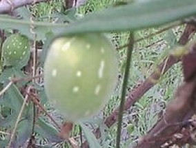 雪莲果的种植季节和 *** ，果实能发芽吗