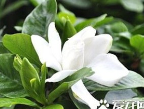 栀子花为什么掉花蕾