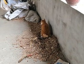 猫咪换了新家多久能适应