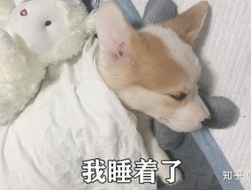 狗得冠状病毒几天能好