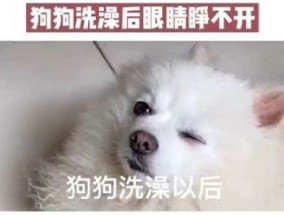 狗狗眼睛洗澡后睁不开怎么办