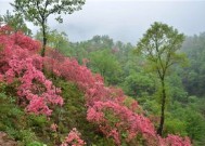 西泰山杜鹃花什么时候开