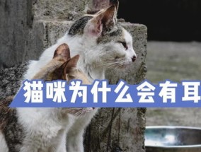 猫怎么会有耳螨