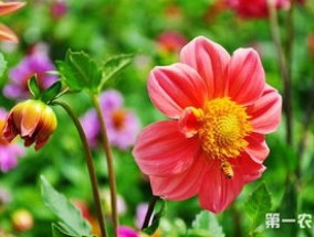 小丽花冬季开花吗