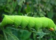 豆虫是什么，会危害哪些园林植物