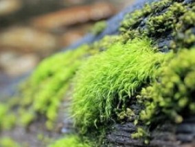 苔藓植物有什么作用