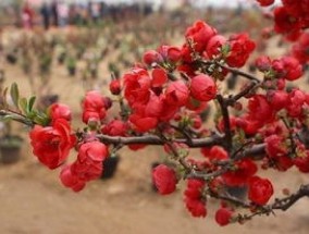 长寿冠海棠叶子边缘干枯