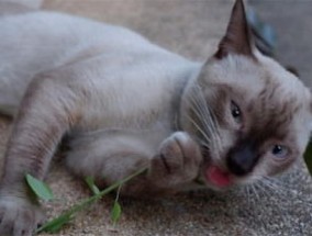 猫吸猫薄荷吸多了会怎么样