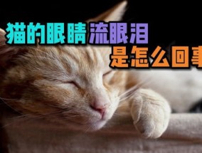 猫总是流泪是怎么回事