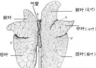 支原体肺炎对肺部危害大吗 支原体肺炎对肺部危害有多大