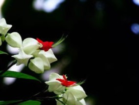 龙吐珠一年开几次花