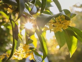 桂花为什么只长叶不开花 缺乏养分光照浇水过多花期未到