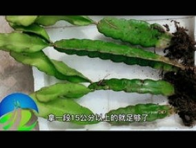 生石花换盆教程