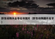 野生动物大全带名称图片（野生动物图片名字）