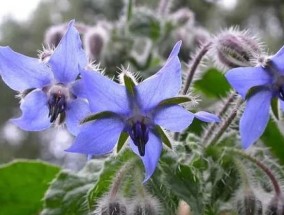 菖蒲花的花语和寓意，有什么传说故事