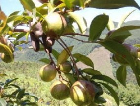 油茶树适合哪种种植