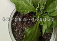 非洲冰草种子怎么种