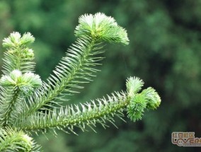 杉树会开花吗?