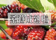 桑葚是哪个季节成熟