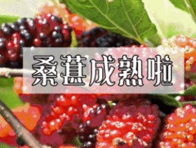 桑葚是哪个季节成熟