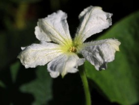 葫芦花的花语和含义