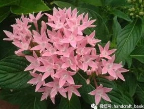 五星花和仙丹花的区别