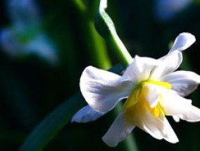 水仙花如何延长花期，水仙花什么时候开花