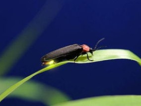 昆虫记中萤火虫的特点概括