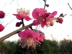 梅花什么时候开花，梅花在什么季节开放