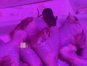 女子买菜看有老鼠狂啃食鸡腿 背后真相实在让人惊愕