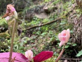 独花兰与一叶兰区别