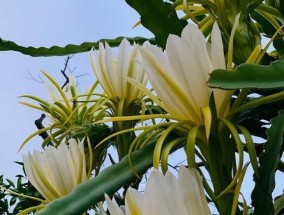 霸王花的食用价值有什么？霸王花的药用价值