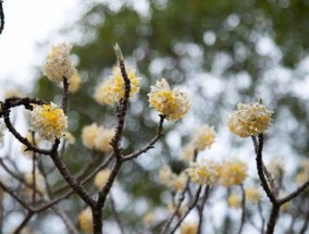 结香冬天能开花吗