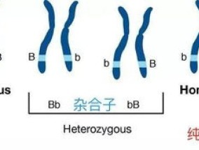 什么叫稳定遗传