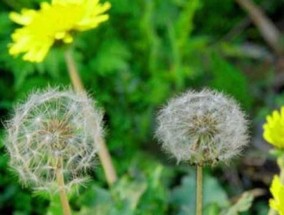 蒲公英怎么种植，蒲公英种植技术及管理