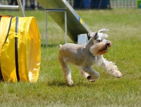 最受欢迎的 10 种小型犬种 10 种最适合家庭的小型犬种