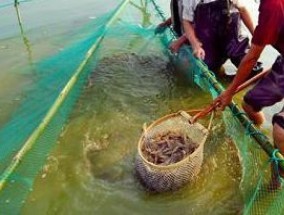 池塘水黄浊水怎么处理，黄浊水有什么危害