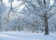 冬至在前还是大雪在前 冬至和大雪哪个在前面